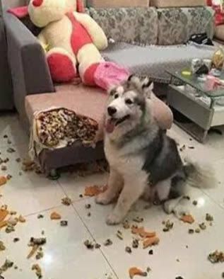 幼犬适合关在笼子里吗?家里有笼子的铲屎官注意了