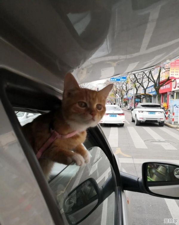 猫舍到底是笼养还是放养