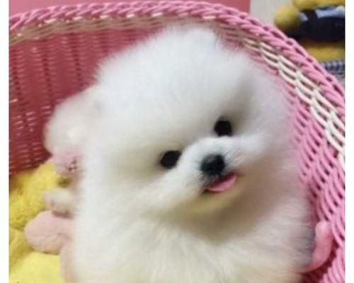 十天大的狗狗喂养指南（宠物养护必备）