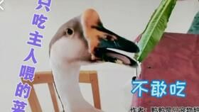“笨笨鹅宠物日常，萌宠生活分享圈”