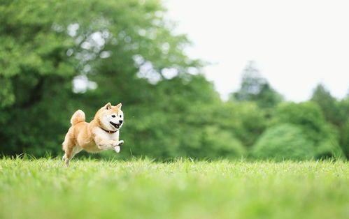 宠物圈，分享萌宠生活！