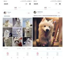 “宠物升级记，宠友圈”