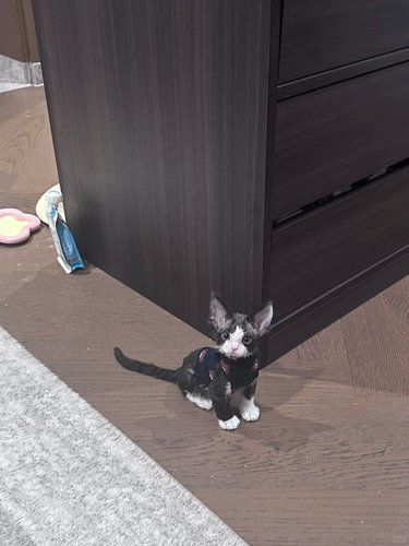 哭了！居然得到天使小猫了