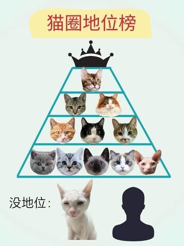 你家猫在猫圈地位高吗