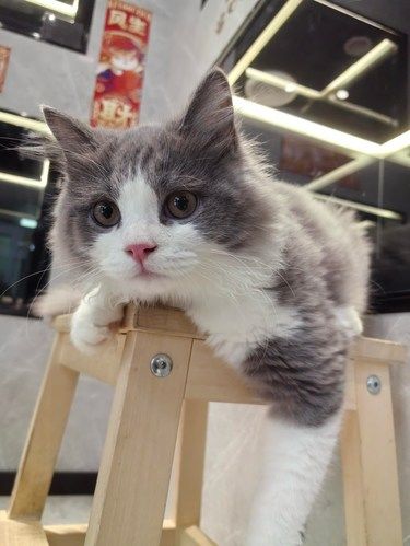猫舍推荐：上海世博源猫舍…