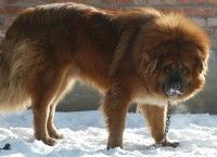 [转载]世界名犬鉴赏！很全的哦！【图文并茂】
