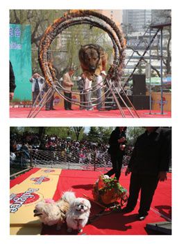 两千多世界名狗同场秀绝活（图）