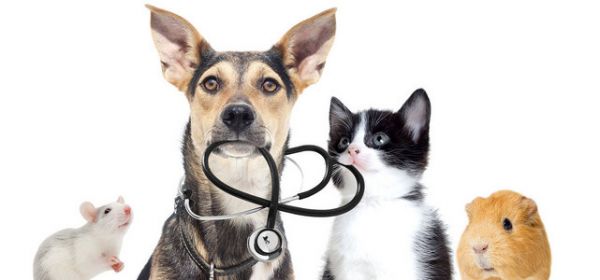 萌宠乐园名犬宠物，领略犬类的魅力与智慧