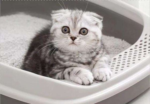 猫砂盆
