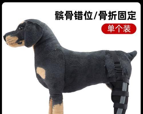 让宠物狗狗练腿劲的5个实用方法（通过游戏和锻炼让你的宠物狗狗更健康）