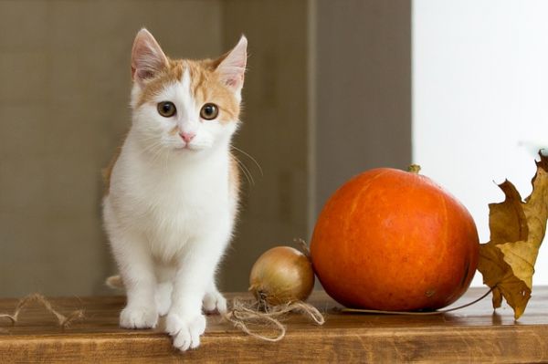 猫牙齿掉了怎么办