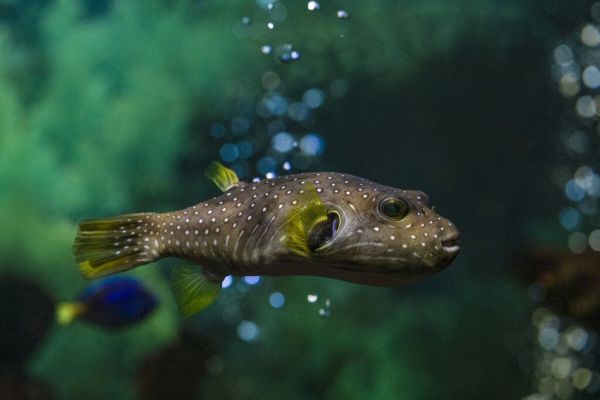 水族馆卖鱼吗（水族馆日常维护技巧水族馆观赏鱼品种介绍） 水族馆百科（水族馆加盟） 第5张