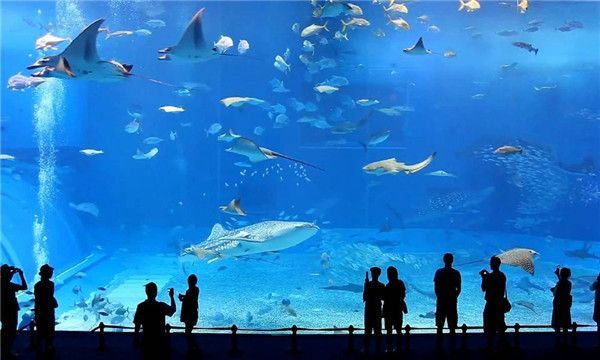 水族馆加盟代理怎么样赚钱的（上海水族馆加盟代理） 水族馆百科（水族馆加盟） 第1张