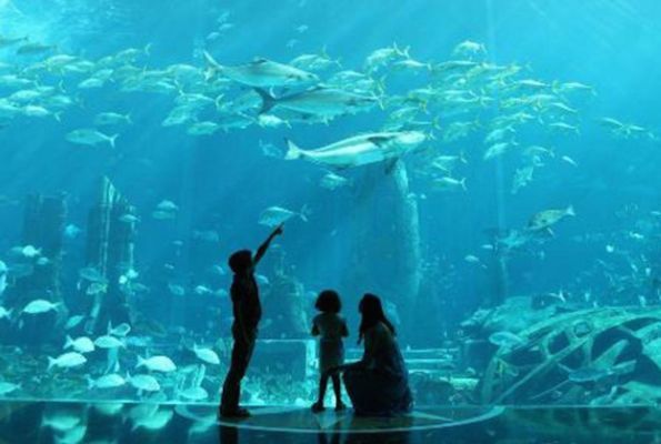 水族馆加盟代理怎么样赚钱的（上海水族馆加盟代理） 水族馆百科（水族馆加盟） 第2张