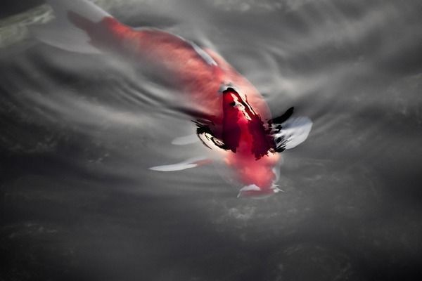水族馆发展现状及趋势怎么写（水族馆发展现状及趋势） 水族馆百科（水族馆加盟） 第1张