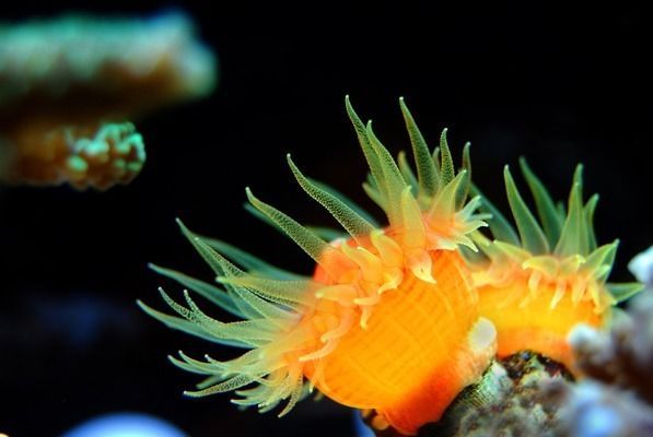 水族馆一般多少钱一个月啊（开一家水族馆涉及多种费用） 水族馆百科（水族馆加盟） 第2张
