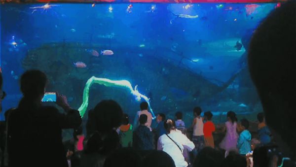 水族馆一般多少钱一个月啊（开一家水族馆涉及多种费用） 水族馆百科（水族馆加盟） 第3张