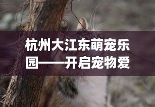 杭州大江东萌宠乐园——开启宠物爱好者的奇幻之旅