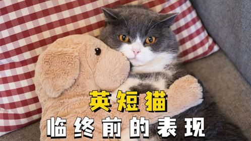 英短猫出现这些行为，怕是要离开你了