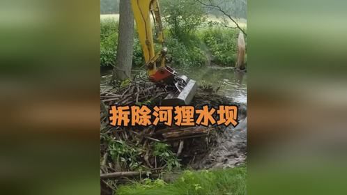 河狸辛苦修建的堤坝，为什么挖掘机要给它掀了？
