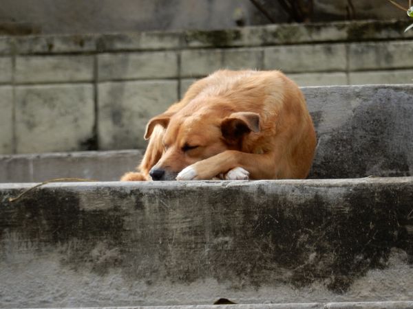 深圳狗狗萌宠乐园门票价格详解，带你领略宠物的天堂