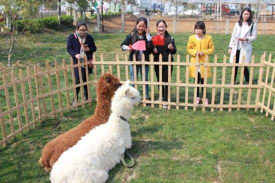 贵溪萌宠乐园门票，开启与宠物的梦幻之旅