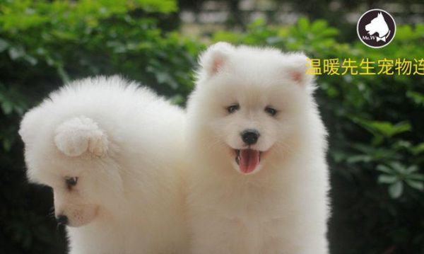 给萌萌的萨摩耶狗狗选择适合的玩具（如何挑选最适合萨摩耶狗狗的玩具）