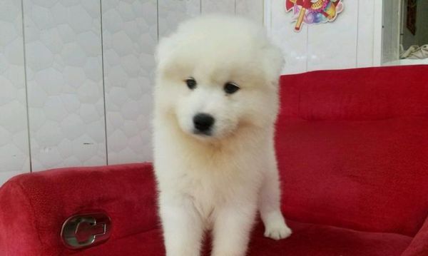 给萌萌的萨摩耶狗狗选择适合的玩具（如何挑选最适合萨摩耶狗狗的玩具）