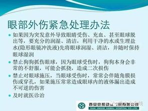 陪彼宠物，让它们更健康快乐？宠物护理指南和健康食谱分享
