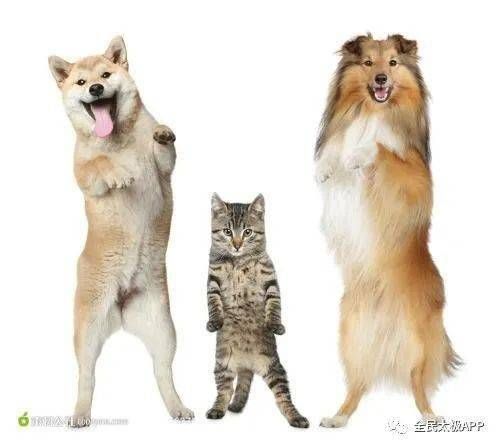 宠物护理秘籍，揭秘黑心猫真相！