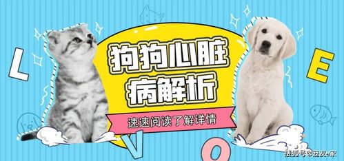 宠物天：如何让宠物更健康快乐？宠物护理必备技巧和健康食谱