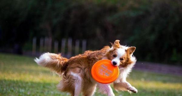 如何让你的爱犬健康过冬（宠物犬冬季护理与健康食谱）