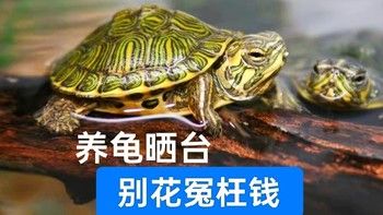 养乌龟却没有好晒台？别花冤枉钱，这几种你在路边就能捡到