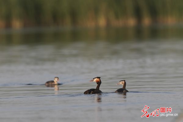 白洋淀生态如画鸟儿欢