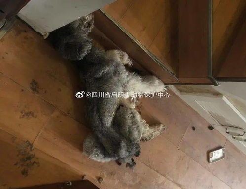 “养大宠物蛇，咬人教训深，养宠需谨慎！”