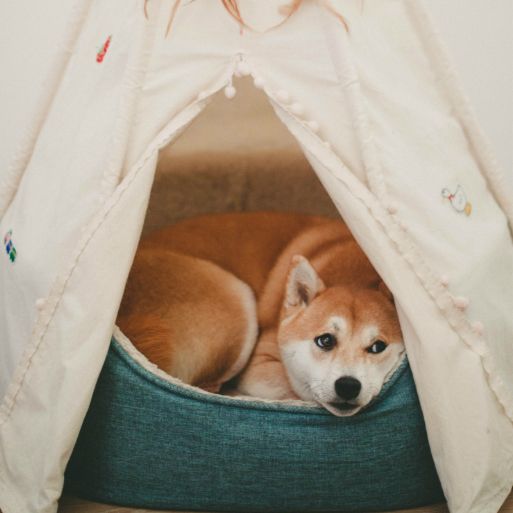 老年犬注意补充这些营养，身体才能更健康
