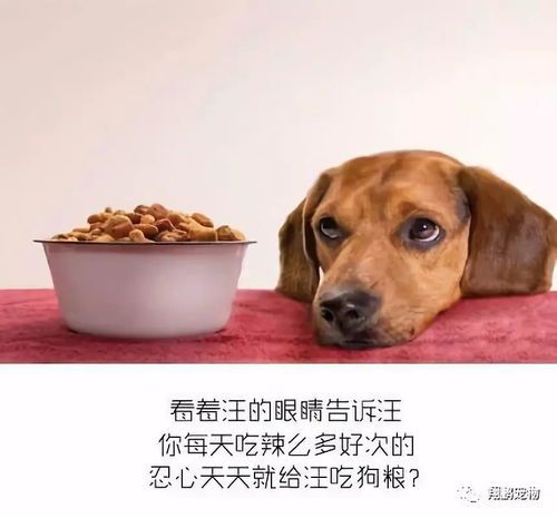 “狗狗生育季，养宠必看时间表！”