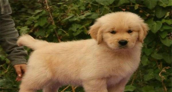 金毛幼犬吐血是怎么回事？如何应对？