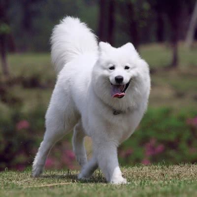 萨摩耶