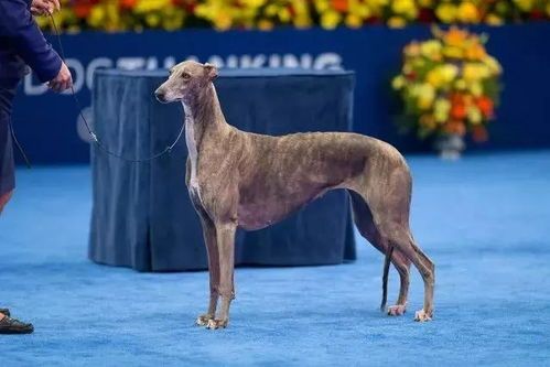 “灵缇犬训练坐姿技巧，宠物训练必备！”