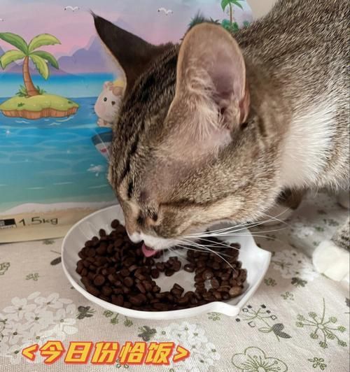 猫咪几个月可以开始吃成年猫粮？如何正确转换猫粮？