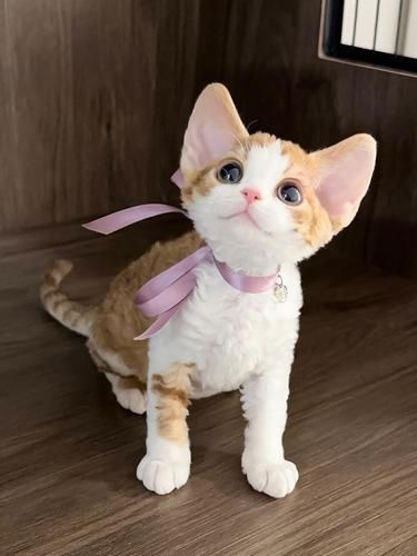 甜美德文妹妹