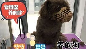 狗狗能吃马蹄吗？