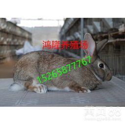 “挑选种兔品种，宠物养殖指南”