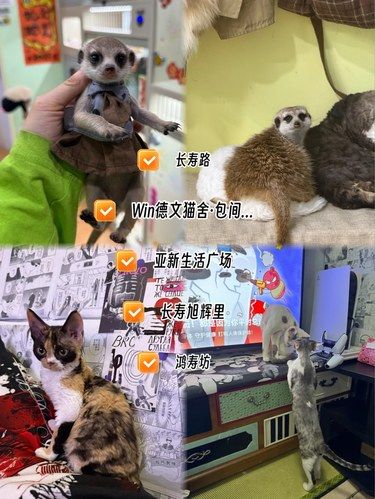 上海这家可以撸狐獴、德文的电玩游戏店 快来玩