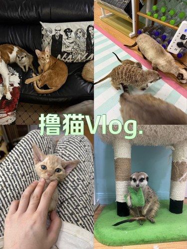 情人节来这里撸猫