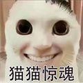 猫鼠特工猫猫惊魂