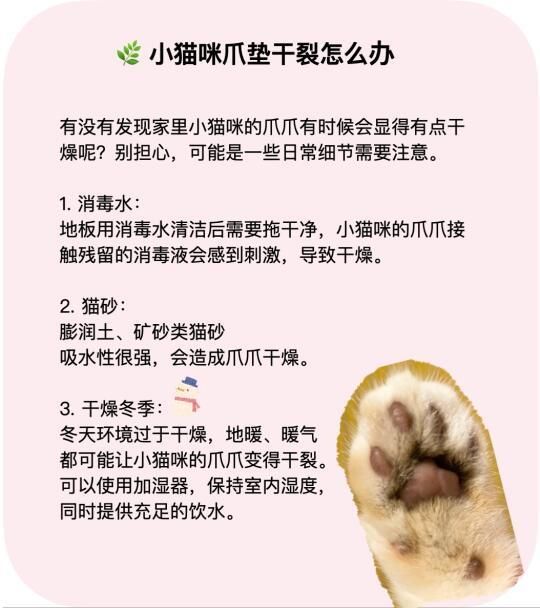 冬季猫咪爪子科学护理指南:从环境清洁到专用护足霜