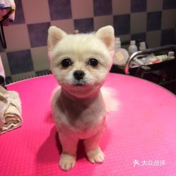 湖州宠物圈,式宠物生活指南