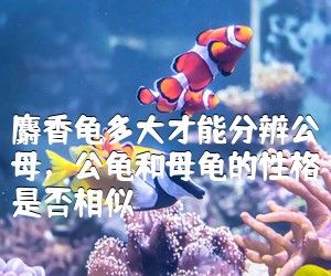 麝香龟多大才能分辨公母，公龟和母龟的性格是否相似